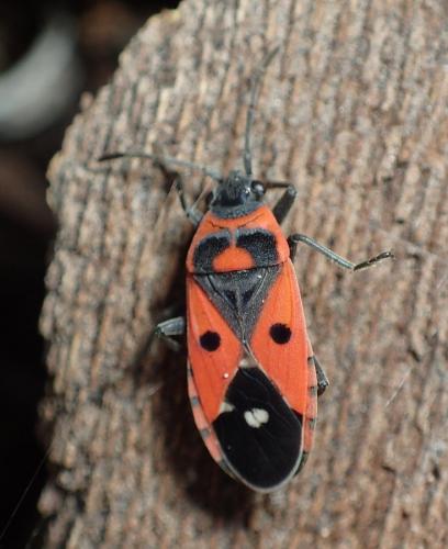 Melanocoryphus albomaculatus